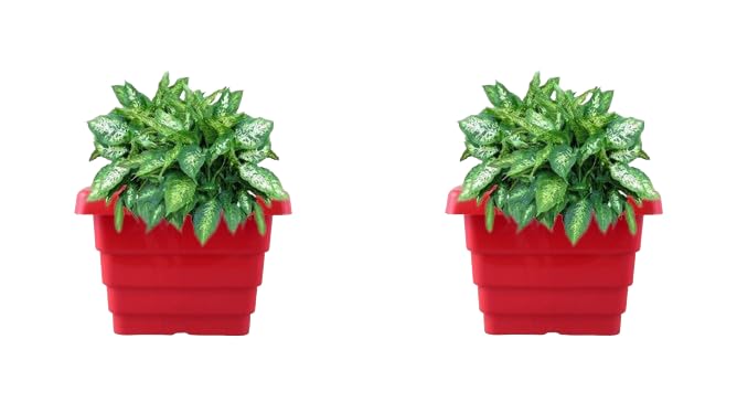 Anaya Orchid UV Treated Plastic Square Pot Light Weight 8 INCH Plant Container Gamla Indoor Home Decor Outdoor Balcony Garden (Pack of 2) (Red) (B0CPY3QPC5) Amazon Price History, Amazon Price Tracker