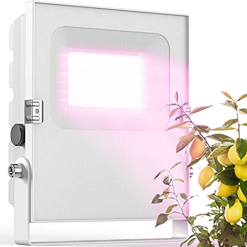 Lampe LED hivernage plantes : finies les feuilles qui tombent en hiver