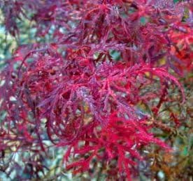Baby Lace Japanese Maple 2 - Year Graft