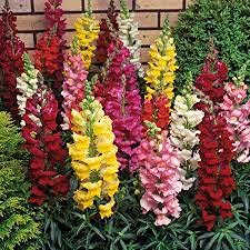 See full amazon price history chart for Audbhidhi Seeds | Dog Flower Plant | Dog Flower Seeds Hybrid | Dog Flower Pot | Dog Flower Live Plant for Home Gardening pack of 50 seeds Audbhidhi Seeds | Dog Flower Plant | Dog Flower Seeds Hybrid | Dog Flower Pot | Dog Flower Live Plant for Home Gardening pack of 50 seeds (B09LR6QBFS) Amazon Price History, Amazon Price Tracker