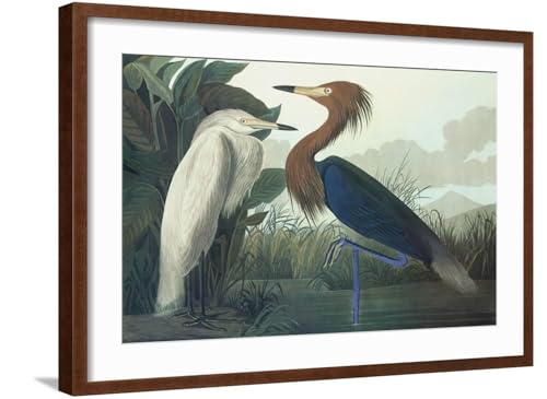 ART.COM Wall Art Print Purple Heron on Brown Frame by John James Audubon, 29" x 21"