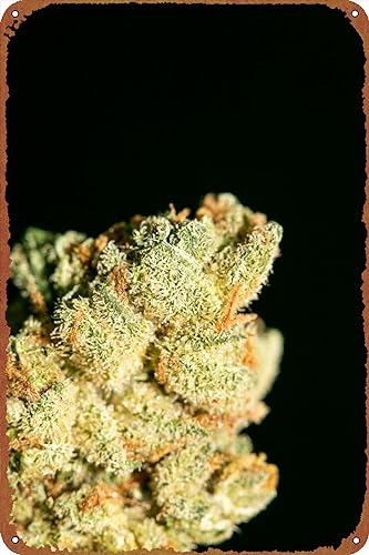 IEITB Lemon Haze Super Skunk Top Kunstposter, Metallblech-Logo, Vintage-Metallposter, Familie, Club, Bar, Café, Schlafzimmer, Wanddekoration, Geschenk, 20,3 x 30,5 cm