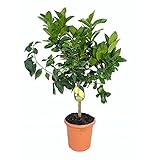 Limones 2 veces al año Limón 4 estaciones 90cm de altura maceta de 22cm limonero citrico