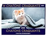 adoption chaton paris 13  Agenda panoramique Chatons craquants 2022