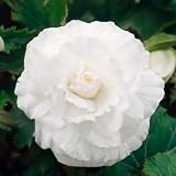 Bulbos de BEGONIA | Bulbos de los mejores productores holandeses | Selección exclusiva y control de calidad | Floración garantizada. (3 Bulbos de Begonia Doble Blanca)