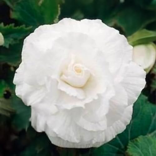 Bulbi di BEGONIA | Bulbi provenienti dai migliori produttori Olandesi