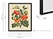 Poster Master Vintage Tomato Print - Retro Botanical Poster - Fruit Art - Garden Wall Design - Gift for Men & Women - Aesthetic Decor for Office, Living Room or Kitchen - 8x10 Black Framed
