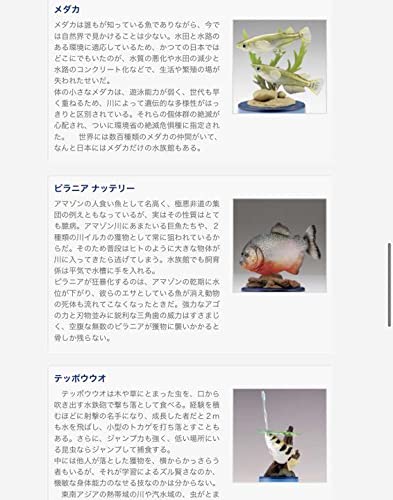 Amazon.co.jp: 日本水族館 立体生物図録2 全15種 コンプリートセット