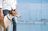Die José-Arce-Methode: Liebe Deinen Hund. Wie Sie beim Gassigehen die Beziehung stärken (GU Mensch-Hund-Beziehung)