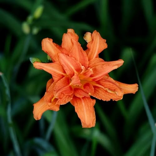 Semillas de azucenas, resistentes para el jardín Hemerocallis fulva, adornos florales Semillas de perennes 20pcs
