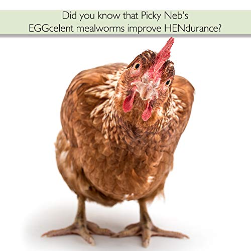 PICKY NEB 100% Non-GMO Dried Mealworms 5 lb - Whole Large Meal Worms Bulk - High-Protein Treats Perfect for Your Chickens, Ducks, Wild Birds