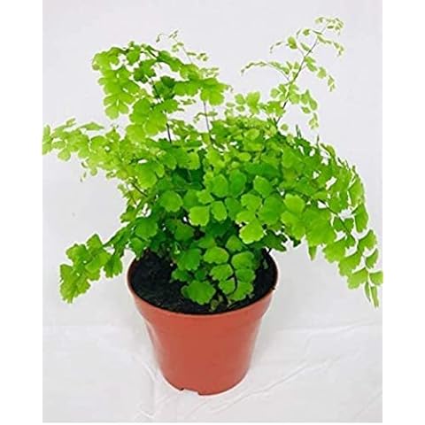 Adiantum 'Fragrans' Plant - Maidenhair Fern - Indoor Fern in 12cm Pots Cover