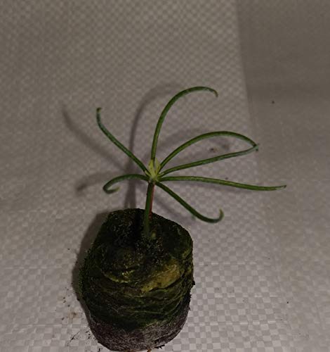 Portal Cool Corkbark Abete, Abies lasiocarpa Arizonica, conifera Albero, Piantina di semenzaio, Spina Delle Piante