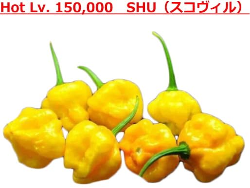 Amazon.co.jp: ホットペッパー Scotch Bonnet Jamaican Yellow