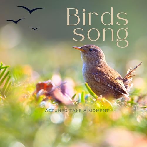 『Nature sounds/ Birds songs/ ambient music for meditation』のカバーアート