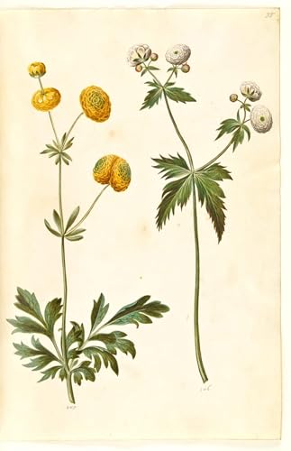 Posters sur Toile Célèbres Tableaux Bitter Ranunculus Holtzbecker 60x90