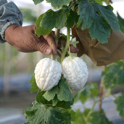 semillas orgánicas de melón amargo - Semillas de hortalizas orgánicas para en bancal elevado plantas exóticas plantas vegetales resistentes plantas resistentes de exterior 350pcs