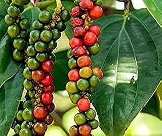 Very Expensive Live Black Paper(Pack Of-1)/Kali Mirch/Piaper Nigrum Medicinal Healthy Grafted Live Spice Plant For Home Gardening Healthy Live Plant On Nursery Poly Bag. (B0D4MMXS81) Amazon Price History, Amazon Price Tracker