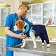 LeLePet Hundebody Nach Op Mit Bein, Wundschutzanzug Nach Op Hund Kastration Rüde Hündin, Atmungsaktiv Hund Leckschutz für Hinterbeine, Hund Erholungsanzug, Postoperative Hund Genesungsanzug, Blau 2XL