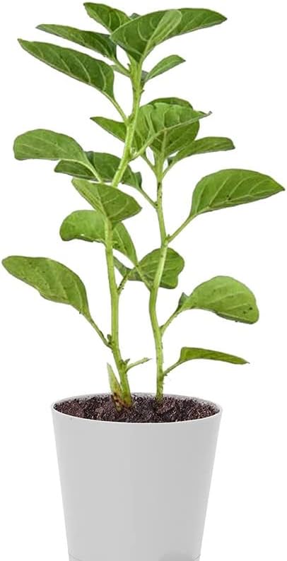 Royal Gardens Ashwagandha Medicinal live Plant with Green| Medicinal Plants | Plant for home| Ayurvedic Medicinal Plant |indoor & outdoor Medicinal plant |( 3 inch pot)|