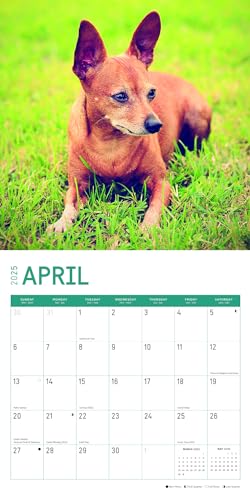 Calendário mensal de parede Pinschers 2025 da Bright Day, presente de raça de cachorro fofo de 30 x