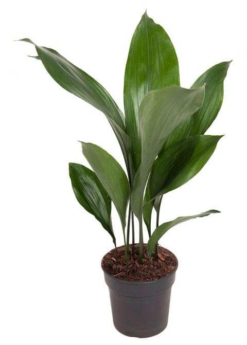Aspidistra Natural Planta Oreja de Burro para la Decoración Interior