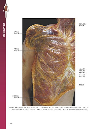 Amazon.co.jp: Carla Stecco: 本、バイオグラフィー、最新アップデート