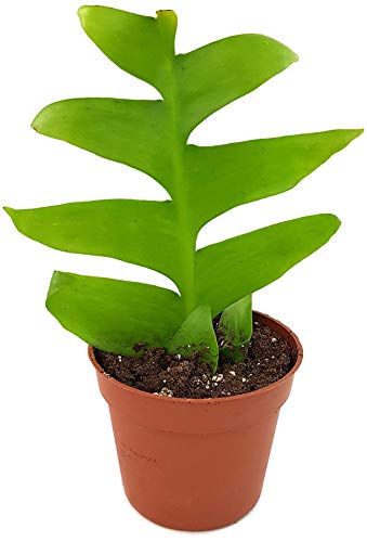 dracaena draco Canary Islands Dragon Tree (Dracaena draco) – Plants Express