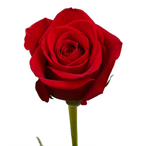 Next Day Delivery By Wednesday March 29Th- 100 Red Roses- Beautiful Gift #TOP1