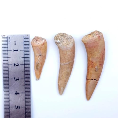 Image of Moroccan Marine Spear Toothed Fish Teeth, Shark Teeth Fossils, paleontological Fossils, Geological Science Popularization Teaching specimens(with Box)