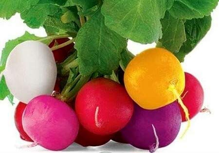 Colorful Radish Seed Mix Easy to Grow Vegetable Garden Seeds
