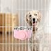 Futternapf für Haustierkäfige, Edelstahl, zum Aufhängen, abnehmbare Futternäpfe für Hunde, Katzen, Kleintiere, Rosa