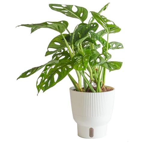 Costa Farms Little Monstera Plant, Easy to Grow Houseplant, Live Indoor Plant Potted in Cute Garden Plant Pot, Potting Soil, Housewarming Gift, Home, Office, and Tropical Room Decor, 12-Inches Tall Cover