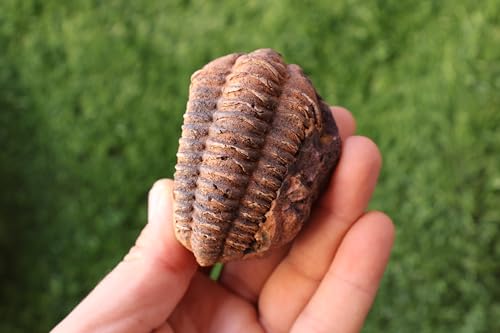 Image of Calymene Trilobite Flexicalymene Trilobite Ordovician Fossil Trilobites A218