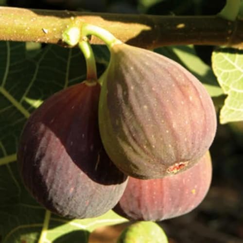 Image of Gular Live Fruit Plant | Cluster Fig Plant | Ficus Glomerata /Ficus Racemosa | Indian Fig Tree | Goolar /Umbar Fruit Plant for Home Garden, Outdoor Farming & Terrace Growing