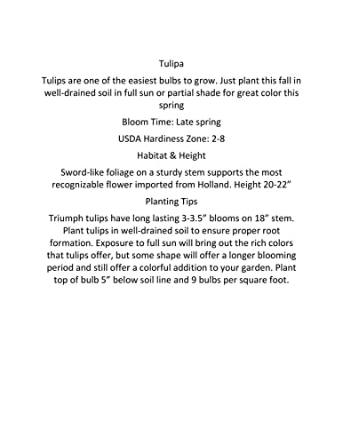 20 Landscape Mixture Tulip Bulbs - Tulipa Triumph