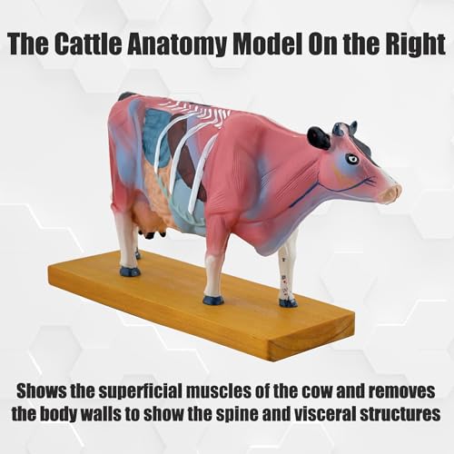Modèle d'acupuncture en PVC résistant pour retenir les 68 points - 4