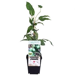 Blumen-Senf Mini-Kiwi Issai ca. 30 cm