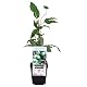 Mini-Kiwi Issai 30 cm – Actinidia arguta, selbstfruchtend