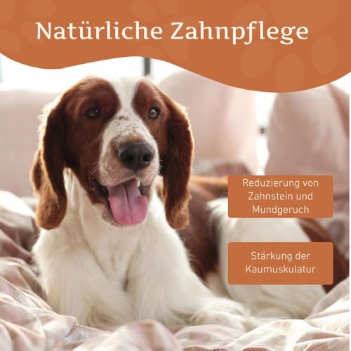 Wildfang® Hartkäse Kaukäse für Hunde M (ca. 85 g) für Hunde bis 30 kg – Kauspielzeug Hund aus Hartkäse, Härte wie Himalayan Yak Chews, Churpi-Käse-Sticks, Welpensnacks & Trainingssnacks, 1er Pack