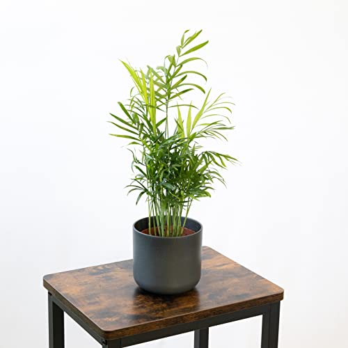 SMPLY. | Chamaedorea Elegans Natural Viva | Altura Aproximada 80 cm | Palmera de Salón o Camadorea | Planta de Interior muy Decorativa | Ideal para el Hogar o para Regalar | En maceta M21 Cover