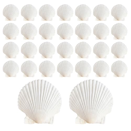 ASBEFORE 30Pcs Sea Shells, 2''-3'' Natural Scallop Crafts - DIY Beach Seashells Decorating Painting Ocean Themed Party Wedding Shell Bowl Jewelry Holder