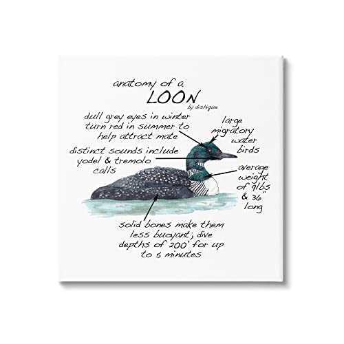 Image of Loon Water Bird Anatomy Chart, 24 x 24 Inch Canvas Wall Art | Stupell Industries . By Dishique . Ready to hang . Educational wildlife decor . Made in USA