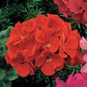 Miniatura 5 de Outsidepride Plantas de flores de jardín escarlata de geranio para contenedores cestas camas y cajas de ventana 50 semillas