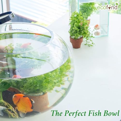 Image of ecofynd Glass Terrarium Bowl, Fish Bowl, Crystal Clear Aquarium Bowl for Fish, Round Bubble Vase for Events, Decorating, Xmas Home Decor, or Office Decor (Pack of 1, 8inch, GB001)