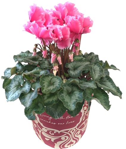 Ԃ̃Mtg VN Mtg v[g a  A  5 bvX sN