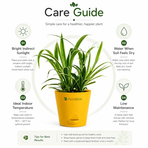 Image of Spider Plant Live with Pot | Air Purifying Indoor Live Plant for Home & Office | Easy Care | Decorative Indoor Plant for Living Room, Bedroom & Balcony