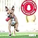 KONG Puppy Flyer - Soft Rubber Flyer Dog Toy - Flying Disc Dog Toy for Puppies - Gentle Rubber Toy for Growing Puppies - for Small Puppies - Randomly Provided Color