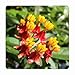 Emeralds TM Milkweed Butterfly Garden Asclepias Orange Plant 4 Inch Pot