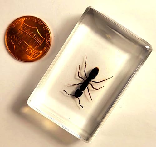 Image of 44mm Real Tropical Giant Ant in Crystal Clear Lucite Resin Specimen Preserved Pseudoneoponera Rufipes Insect Taxidermy Crafts Collection for Biology Science Education Desk Ornament Display Supplies